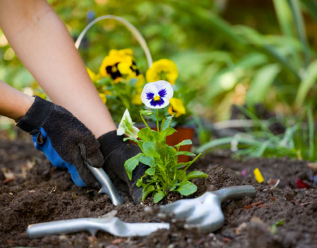 Gardening 101: CAI Tips for Your Outdoor Gardening and D.I.Y Gardening 101: CAI Tips for Your Outdoor Gardening and D.I.Y